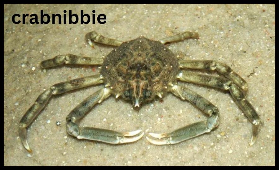 Crabnibbie